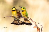 Vumbura - Little Bee Eaters4 Vumbura - Little Bee Eaters4